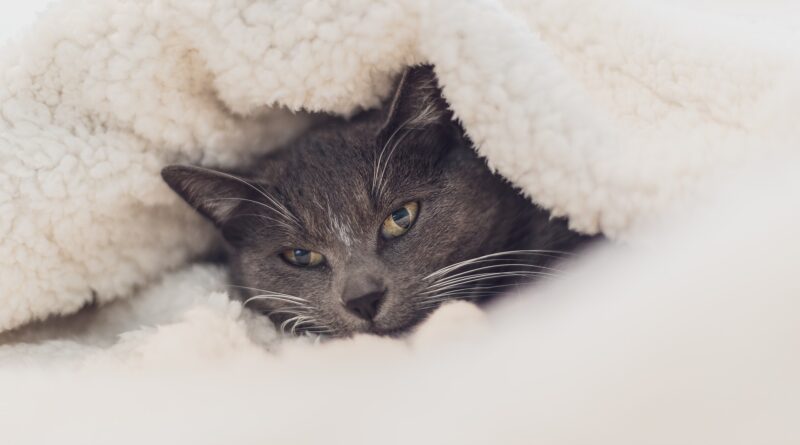 Gatos precisam de cuidados no inverno para evitar doenças e acidentes.