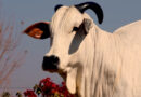 A melhor genética Nelore da Casa Branca Agropastoril no Leilão Collection Cataratas.