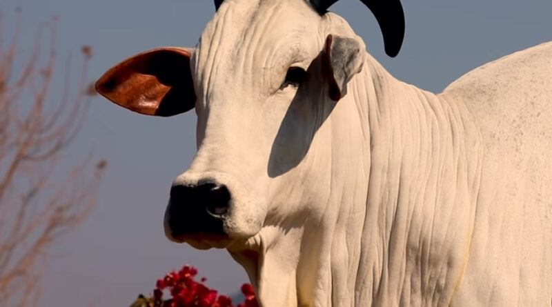 A melhor genética Nelore da Casa Branca Agropastoril no Leilão Collection Cataratas.