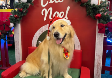 Cães terapeutas participam da programação de Natal do Parque Shopping Bahia.