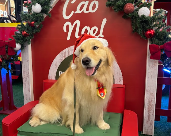 Cães terapeutas participam da programação de Natal do Parque Shopping Bahia.