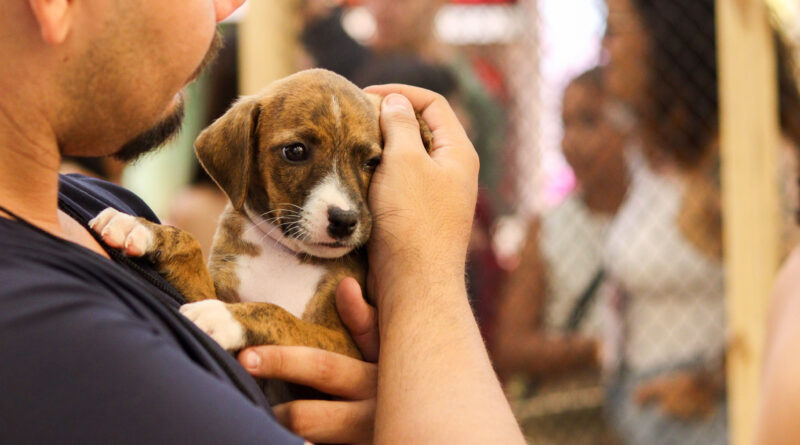 Boulevard Shopping recebe primeira campanha de adoção pet do ano.