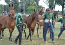 Feira de Santana sedia Expo Portal 2026 e atrai criadores de cavalos de todo o país.