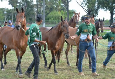 Feira de Santana sedia Expo Portal 2026 e atrai criadores de cavalos de todo o país.