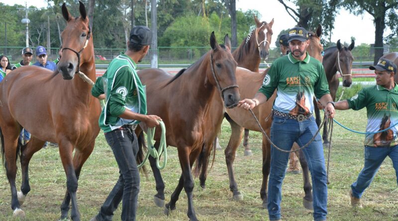 Feira de Santana sedia Expo Portal 2026 e atrai criadores de cavalos de todo o país.