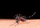 Chikungunya avança na Bahia e pode deixar sequelas articulares duradouras.