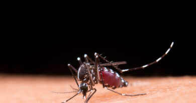 Chikungunya avança na Bahia e pode deixar sequelas articulares duradouras.