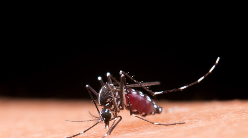 Chikungunya avança na Bahia e pode deixar sequelas articulares duradouras.