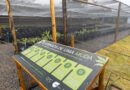Viveiro com mudas nativas é inaugurado em empreendimento anexo ao futuro CFA Bahia.