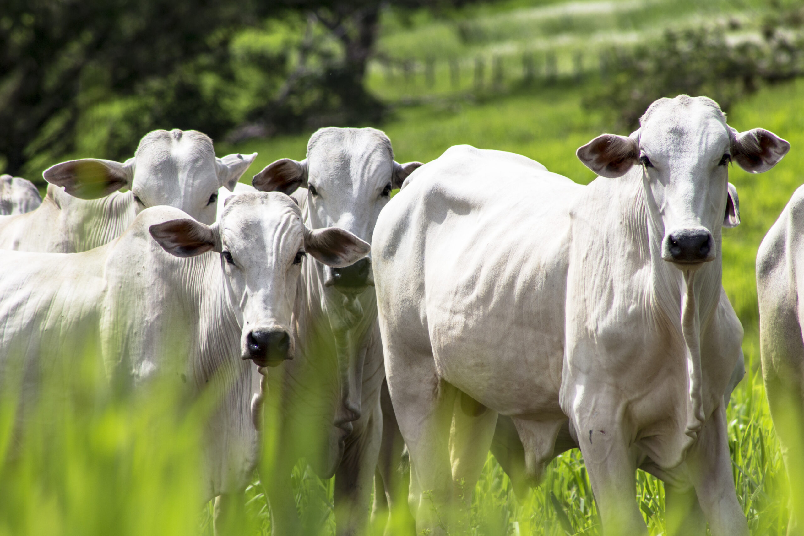 ICC Nutrição Animal conquista certificação de Empresa Amiga do Bem-Estar Animal.