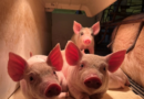3º Concurso Fotográfico Bacon Lovers abre inscrições e terá iPhone 17 como prêmio.