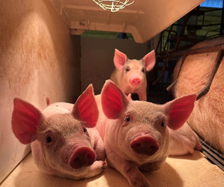 3º Concurso Fotográfico Bacon Lovers abre inscrições e terá iPhone 17 como prêmio.