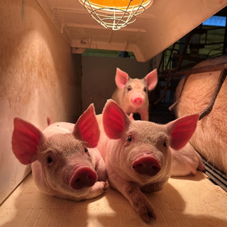 3º Concurso Fotográfico Bacon Lovers abre inscrições e terá iPhone 17 como prêmio.