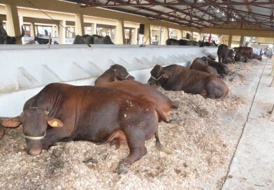 Limpeza diária do Parque de Exposição será feita por 60 agentes durante Expofeira