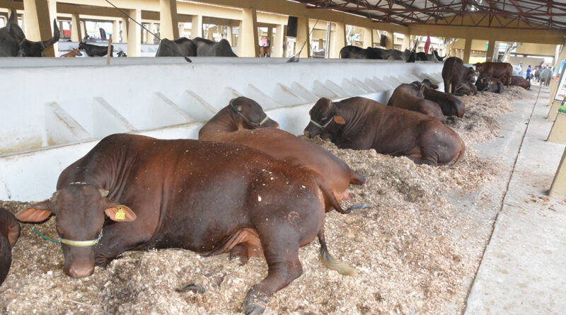 Limpeza diária do Parque de Exposição será feita por 60 agentes durante Expofeira