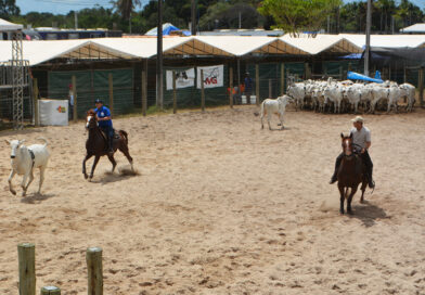 Expofeira se consolida como principal vitrine do Team Penning na Bahia