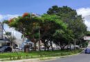 Feira de Santana é selecionada em edital federal e receberá recursos para ampliar arborização urbana