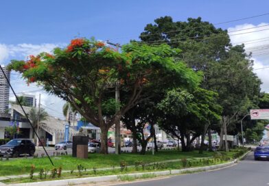 Feira de Santana é selecionada em edital federal e receberá recursos para ampliar arborização urbana