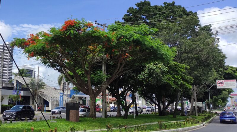 Feira de Santana é selecionada em edital federal e receberá recursos para ampliar arborização urbana