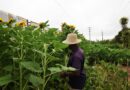Produção de flores e hortaliças fortalece agricultura familiar em Feira de Santana