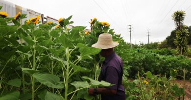 Produção de flores e hortaliças fortalece agricultura familiar em Feira de Santana Produção de flores e hortaliças fortalece agricultura familiar em Feira de Santana