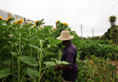 Produção de flores e hortaliças fortalece agricultura familiar em Feira de Santana